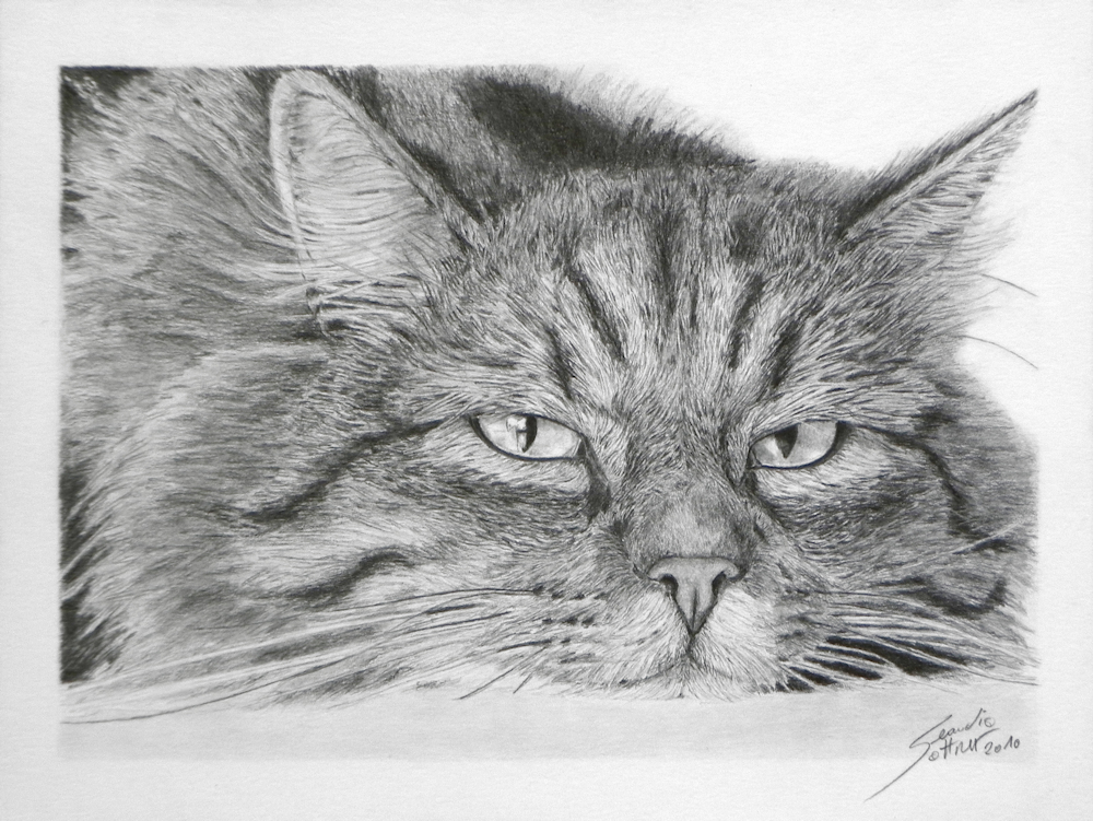 Realistic Cat Drawing, Katzenzeichnung