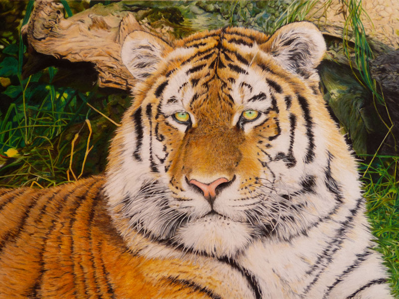 Tiger Colored Pencil Drawing, Farfbstiftzeichnung, Tiger Zeichnung