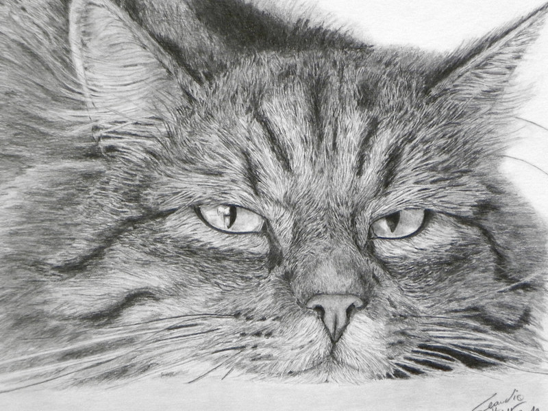 Realistic Cat Drawing, Katzenzeichnung