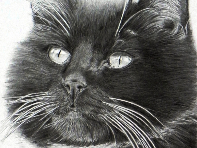 Realistic Cat Drawing, realistische Katzenzeichnung
