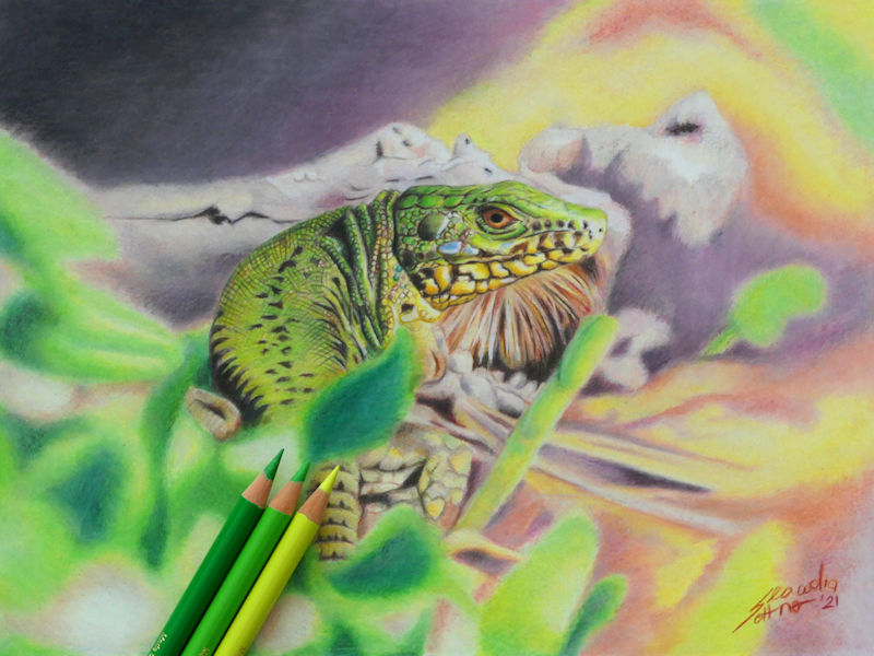 Lizard Drawing